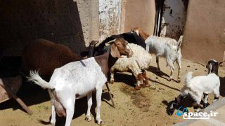 حیوانات خانگی در اقامتگاه بوم گردی بابا حسن سنو - گناباد - روستای سنو